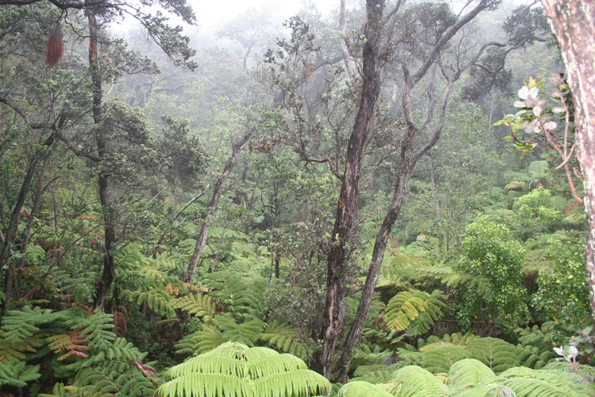 Big Island Rainforest